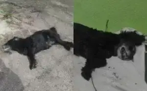 Загибла собака