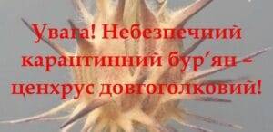 В Олександрівському районі міста фітоінспектори виявили небезпечний бур’ян