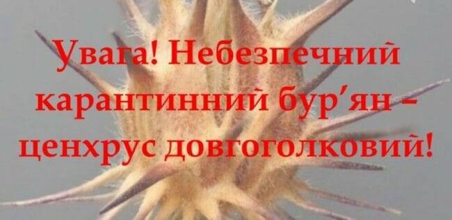 В Олександрівському районі міста фітоінспектори виявили небезпечний бур’ян