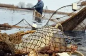 Незаконний вилов риби / Фото: real-vin.com