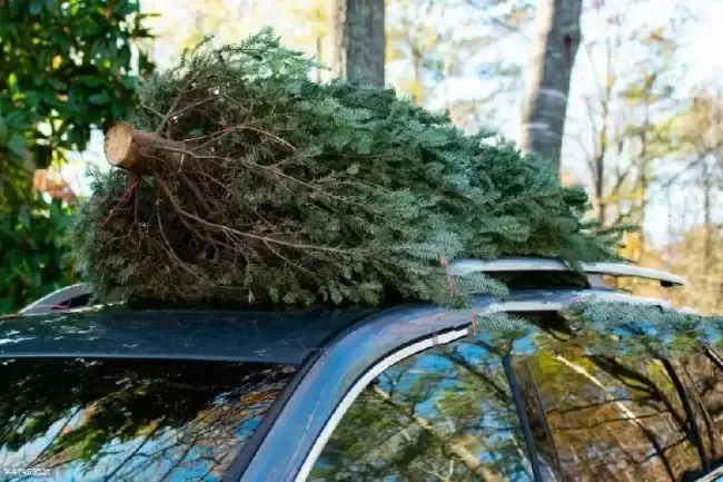 Ялинка / Фото: iStock.com