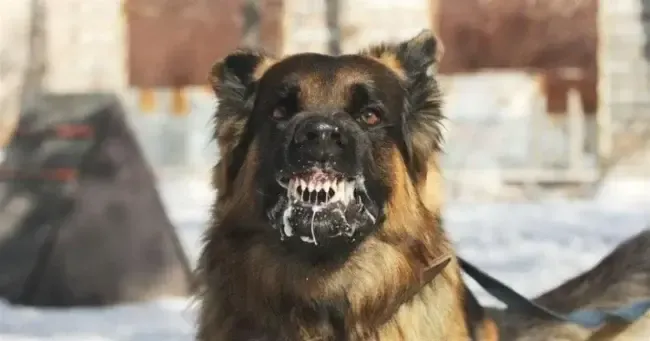 Сказ