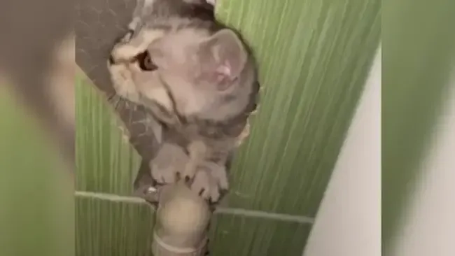 Врятоване кошеня