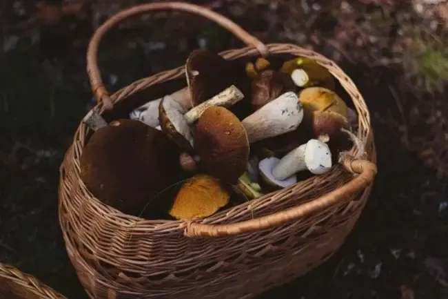 У Запоріжжі двоє підлітків отруїлись грибами