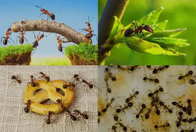 Ознаки появи мурах у будинку
