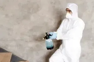 Як позбутися мурах раз і назавжди?