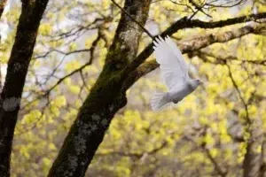 21 вересня - яке свято відзначаємо