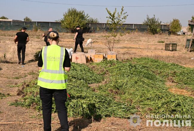 "Конопляне поле" на Запоріжжі