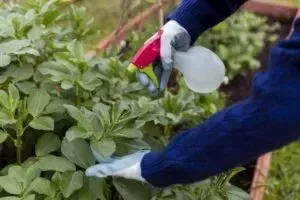 Эффективные методы борьбы с насекомыми-вредителями