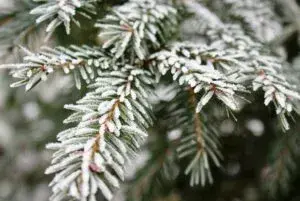 Заморозки