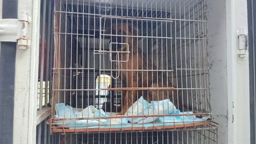 У Запоріжжі чоловік влаштував жахливий притулок