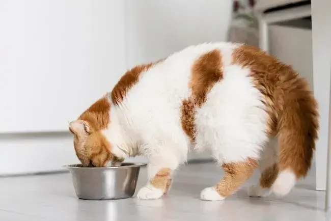 Какие корма для кошек и собак предлагают современные бренды?