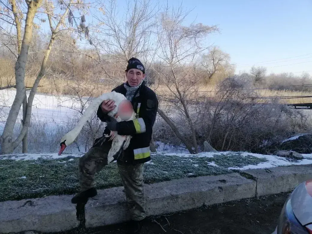 На Запоріжжі врятували лебедя