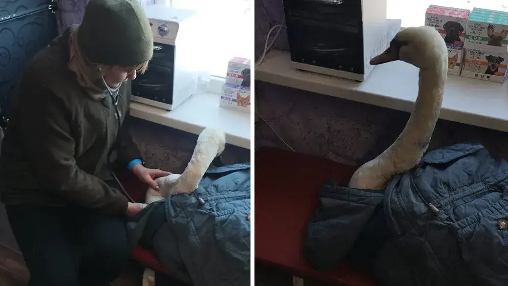 На Запоріжжі врятували лебедя