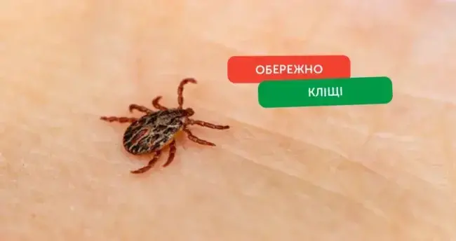 Запоріжжя атакували кліщі