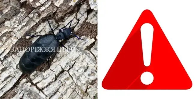 В Запоріжжі виявили жука, який виділяє отруту