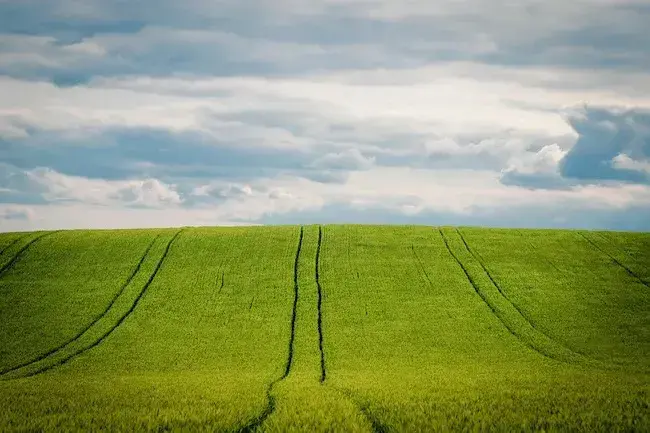 Що таке мікродобрива і чому без них не обійтися сучасному фермеру?