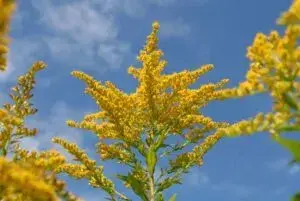Амброзія