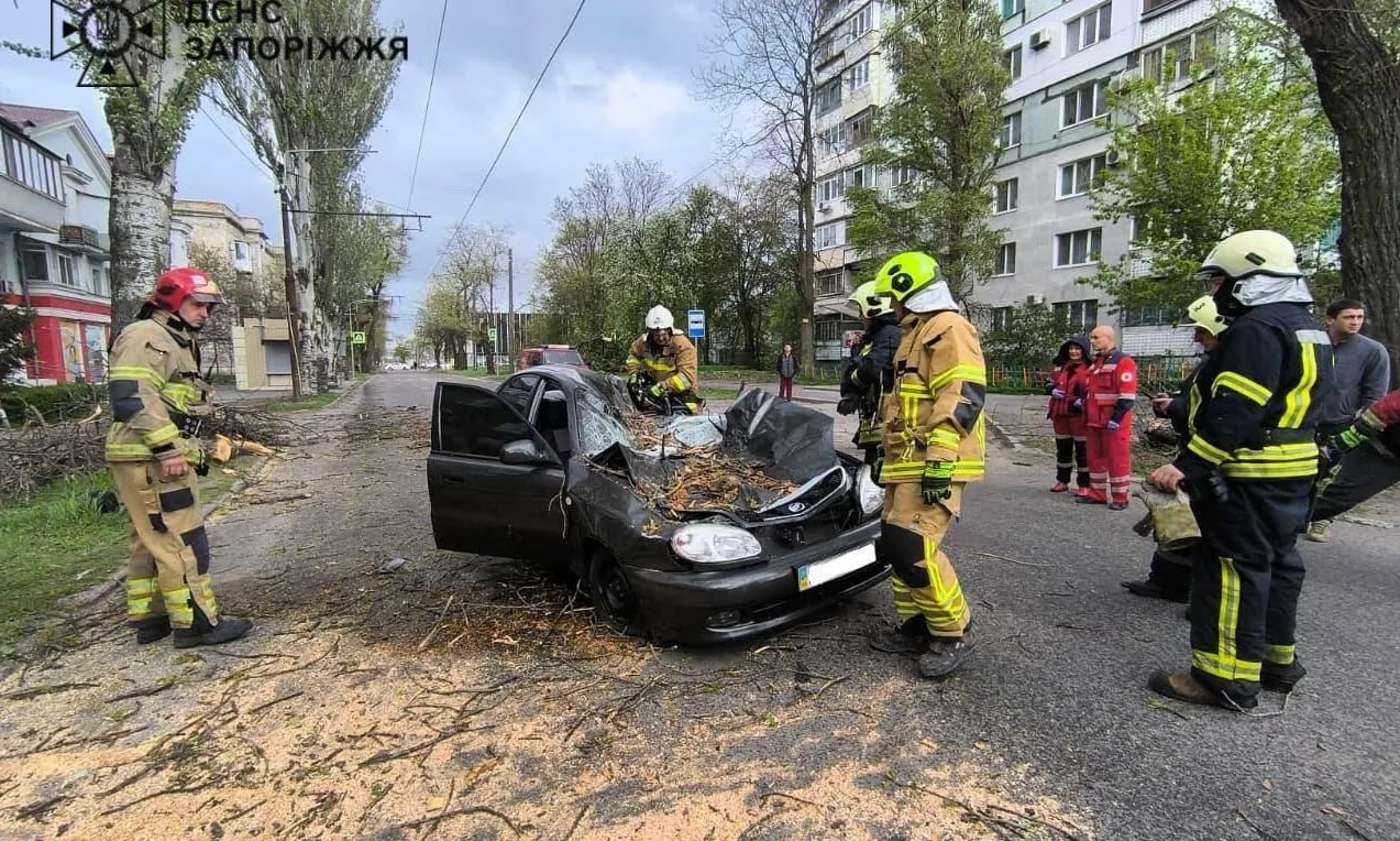 Дерево розчавило автомобіль в Запоріжжі: водій загинув