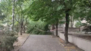 Обходьте як хочете: у Запоріжжі гілка чотири дні блокує прохід